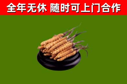 琼中烟酒回收冬虫夏草.jpg